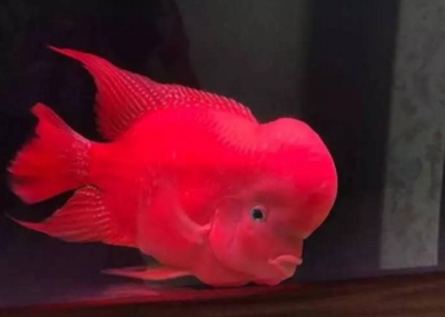 饲养罗汉鱼需要注意哪些？介绍罗汉鱼饲养，及饲养注意事项