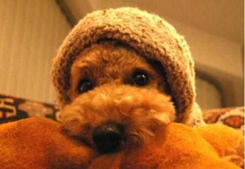 泰迪幼犬三个月感冒了，关于泰迪感冒的护理措施