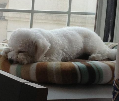 比熊犬超粘人，上厕所都不放过你，比熊犬粘人不是没有原因的