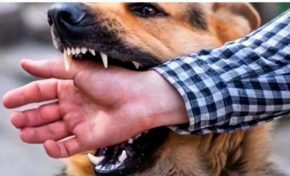 如何对付一只咬人狗？攻击狗狗这4个部位，可以帮到你