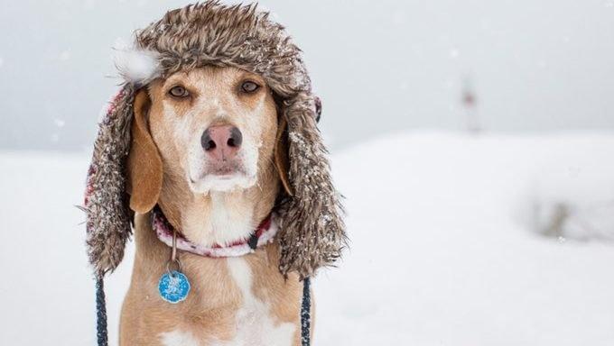 狗狗害怕寒冬？冬日照顾老年狗狗有哪些注意事项？铲屎官做到这些