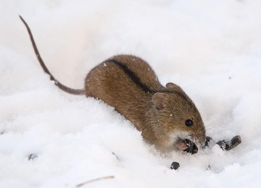 老鼠为什么敢吃蛇？冬眠时期蛇被吃的时候会醒吗？