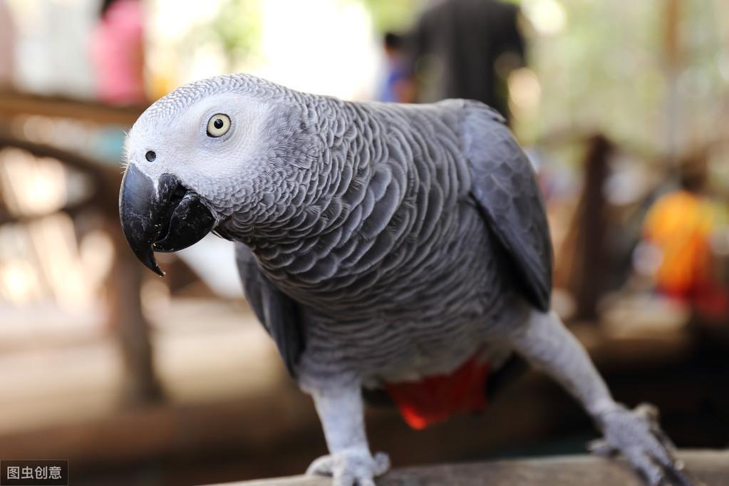 非洲灰鹦鹉怎么样？为什么近年来饲养灰鹦鹉的人会越来越多？