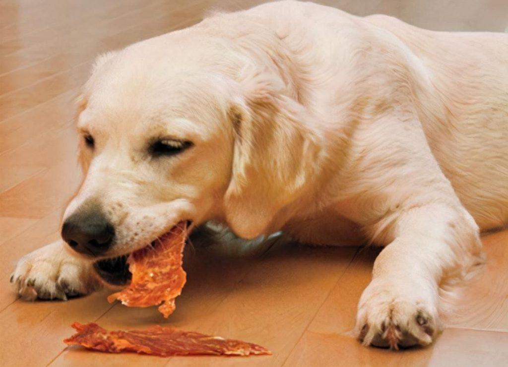 适合狗狗吃的6款零食，给狗狗补充营养，能解馋，好吃还不贵