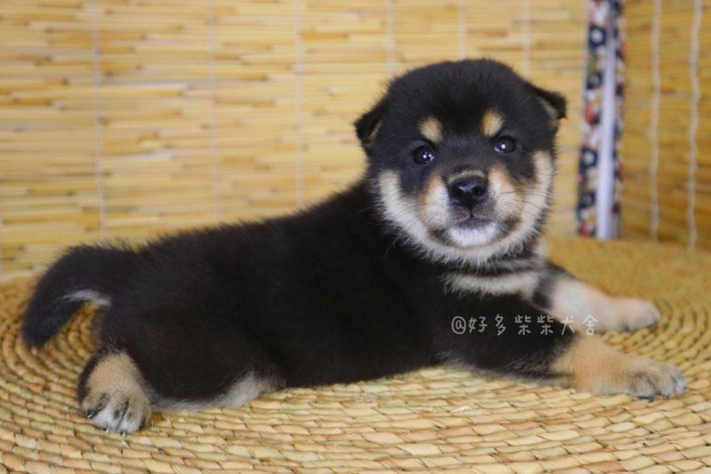 柴犬可以绝育吗？什么时候给柴犬做绝育比较合适？柴犬绝育的好处有哪些？