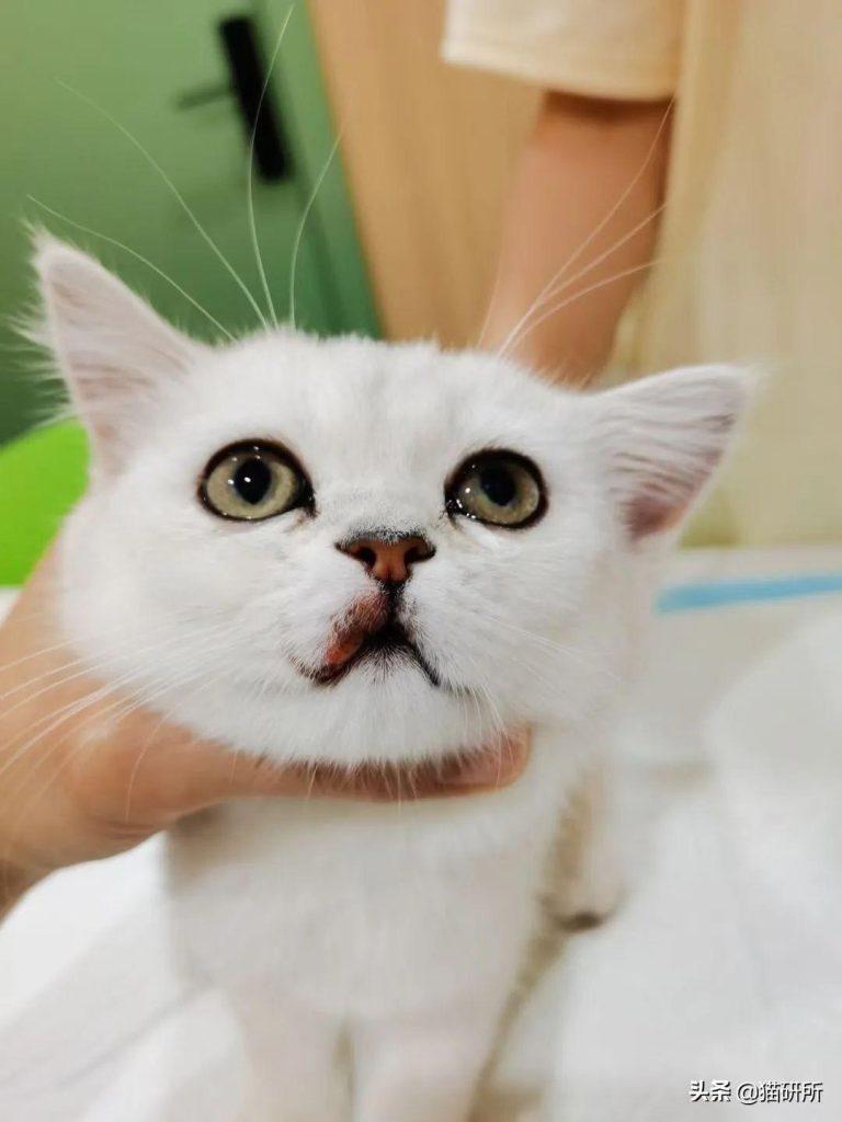 猫咪嘴巴突然肿了怎么办？是什么原因导致的猫咪“香肠嘴”？