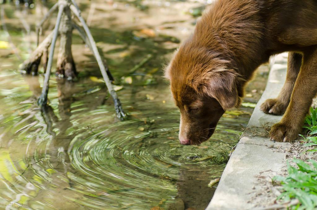 这6种水尽量别给狗狗喝，否则很容易生病