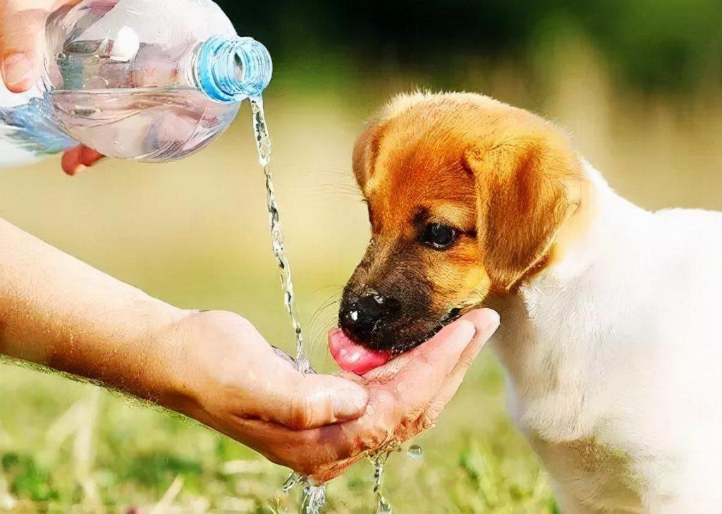 狗狗排斥喝水？铲屎官们知道的这五个“魔法”，让狗狗不排斥喝水