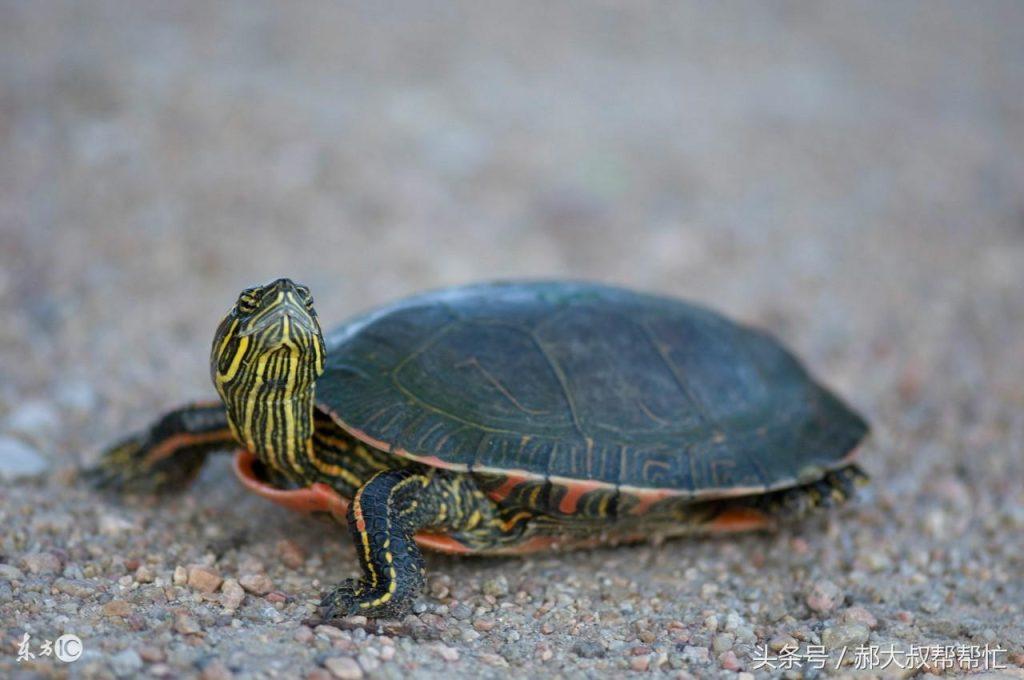 乌龟也会得肠胃炎，讲解乌龟肠炎的治疗方法