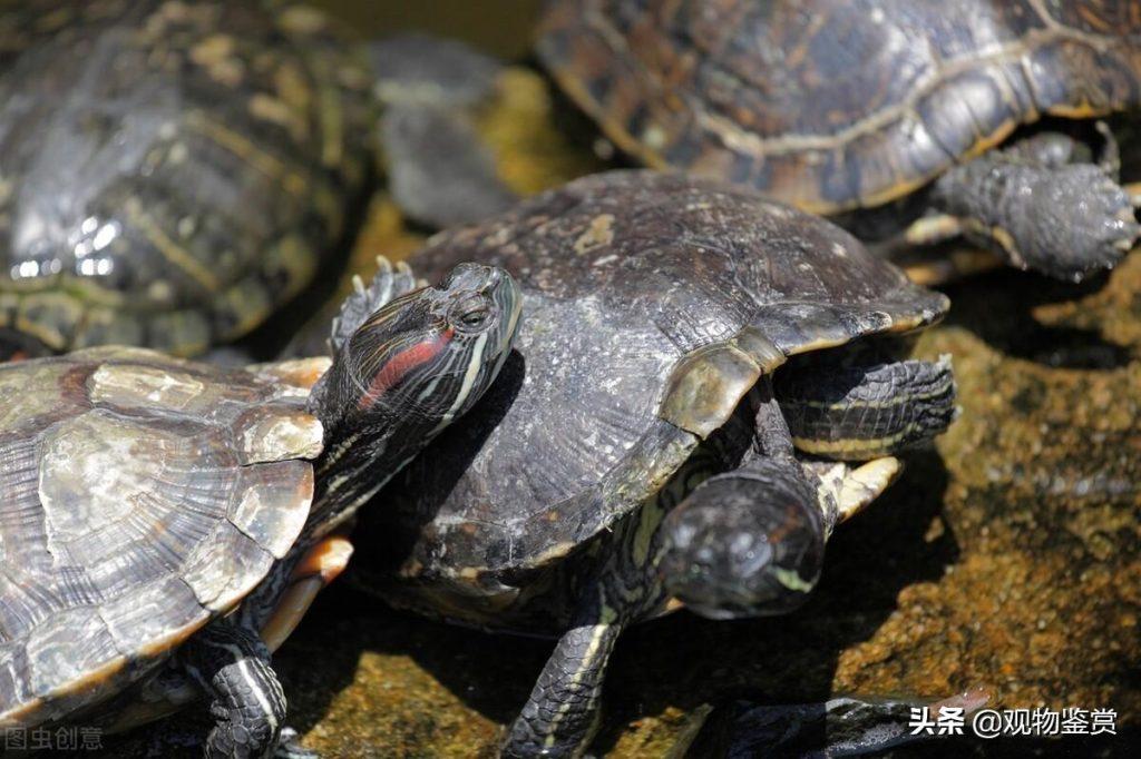 乌龟生命力顽强又好养，但乌龟怎么分公的母的？可以通过这些因素判断