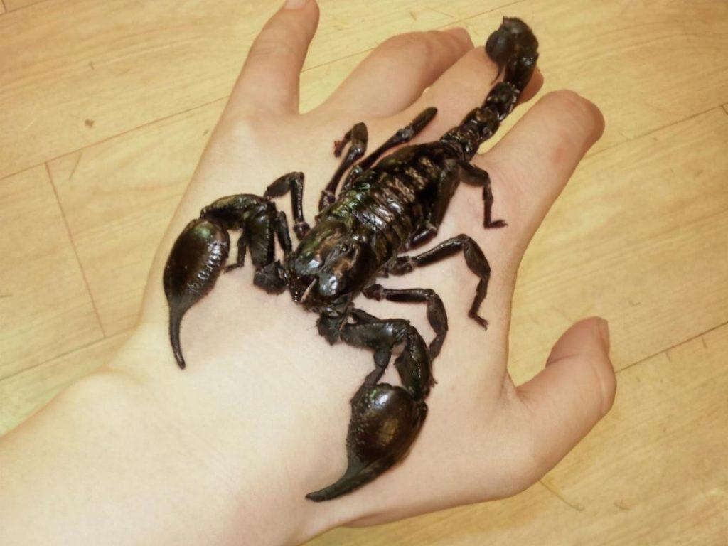 含有剧毒的帝王蝎，它们是如何交配的？帝王蝎的介绍