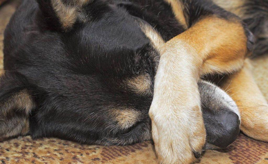 狗狗爪子肿胀，原因可大可小！如何治疗狗狗爪子肿胀？