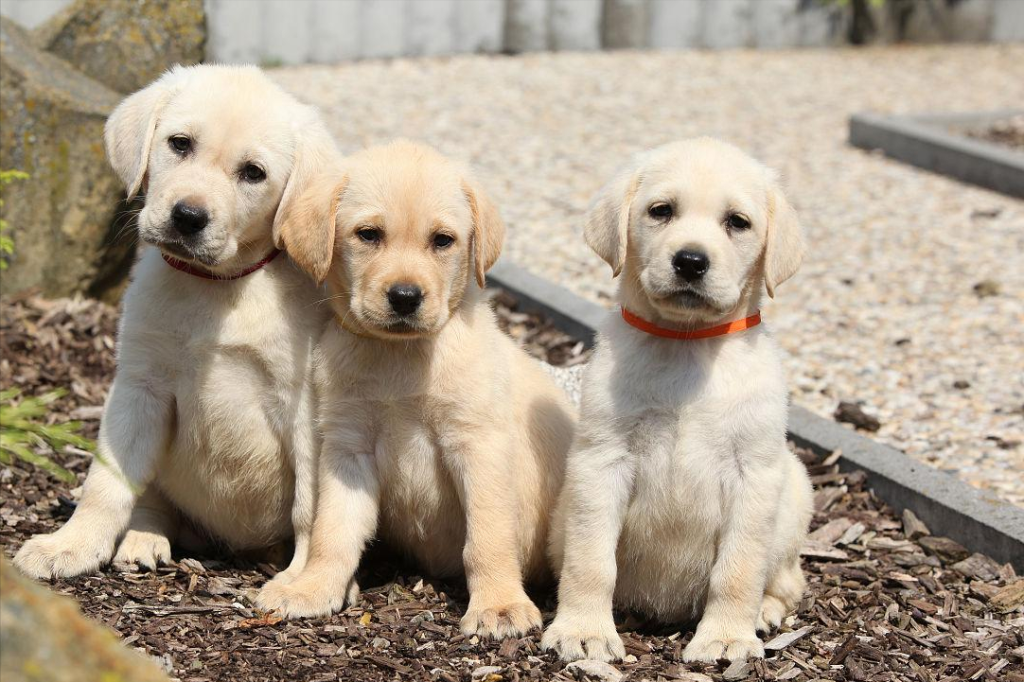 推荐4个挑选拉布拉多犬的小技巧，教你挑出健康好狗