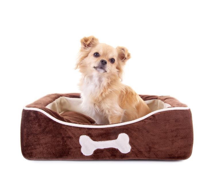狗狗的床有3种类型，主人在购买的时候要考虑3点