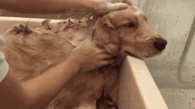 怎么正确帮狗狗洗澡？狗狗洗澡的正确步骤和注意事项