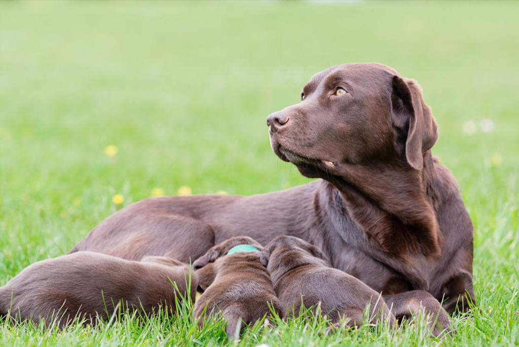 推荐4个挑选拉布拉多犬的小技巧，教你挑出健康好狗
