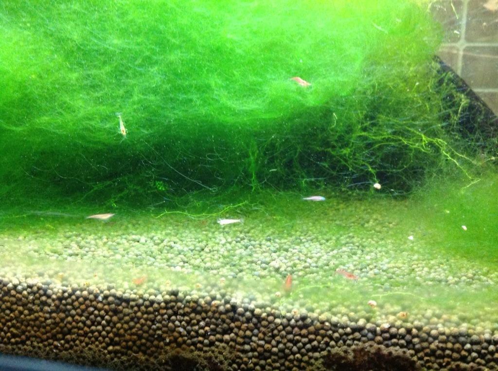 鱼缸藻类怎么清除？6种鱼缸藻类清除办法
