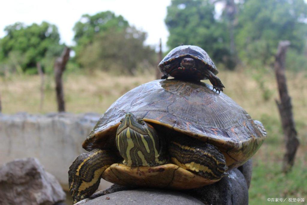 巴西龟能晒多久太阳？巴西龟都喜欢吃什么食物？可以喂蜗牛吗？