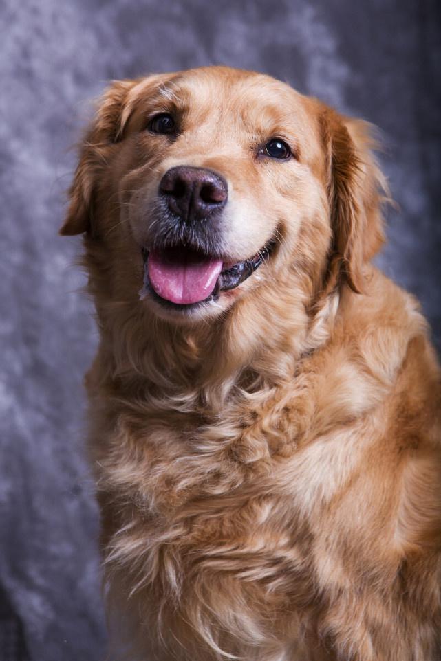 金毛犬可以吃美毛粉吗?多大可以吃,该怎么吃? 金毛犬可以吃美毛粉吗?多大可以吃,该怎么吃?