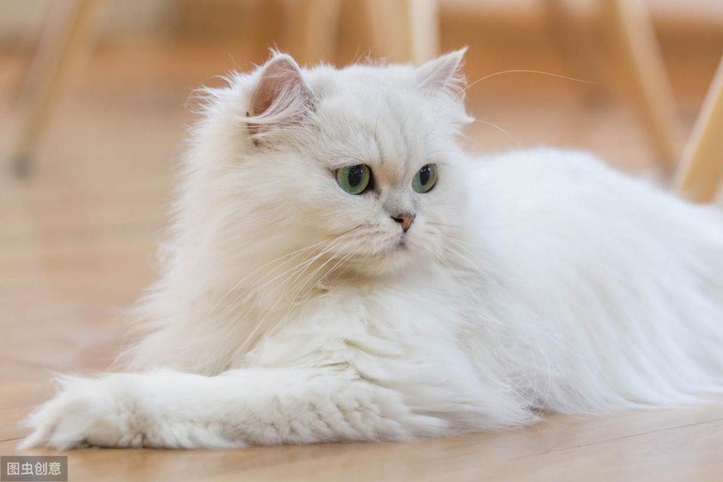 “猫中王妃”波斯猫，为什么这么多人喜欢它？原来优点那么多