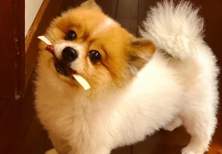 狗狗换牙的几个小常识，你都知道吗？