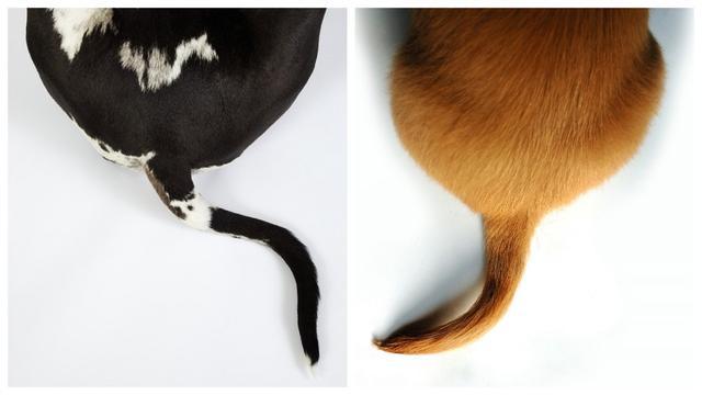 狗狗的尾巴是一种交流工具？狗狗用尾巴跟你沟通，你看得出来吗？