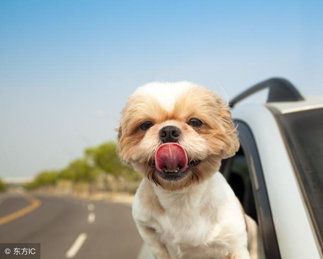 狗尿导致汽车爆胎？只用挡板就能防狗尿？其实你还需要这些