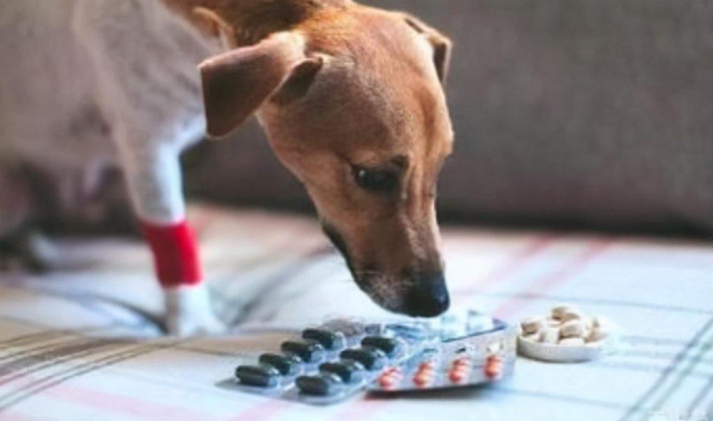 小狗增强免疫力的药有什么？吃什么药能增强小狗的免疫力