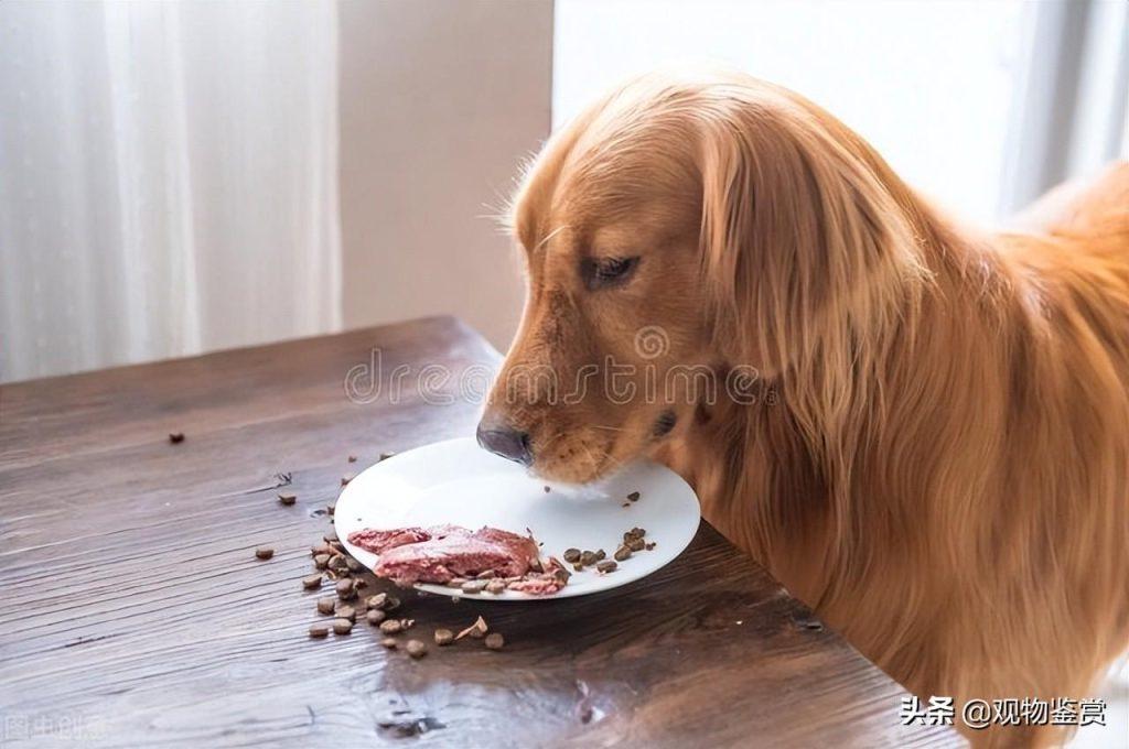 狗狗为什么有时候不想吃东西没有精神怎么办？