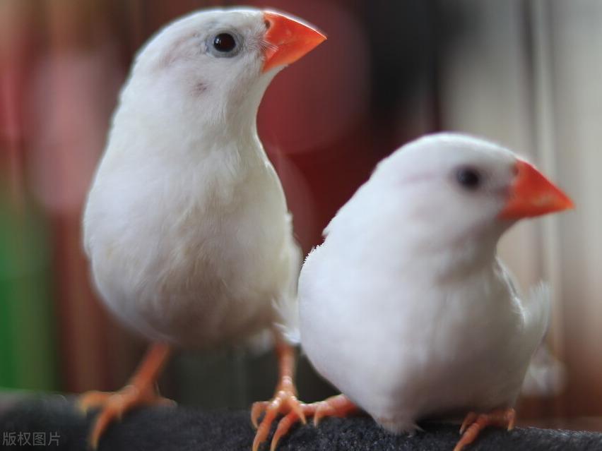 珍珠鸟发情，3种方法教你辨别，有利于珍珠鸟的繁殖孵化