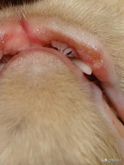 猫咪嘴巴突然肿了怎么办？是什么原因导致的猫咪“香肠嘴”？