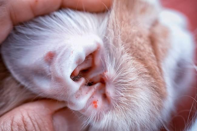 分享猫咪常见的6种皮肤病，教你如何预防和处理，对猫咪负责