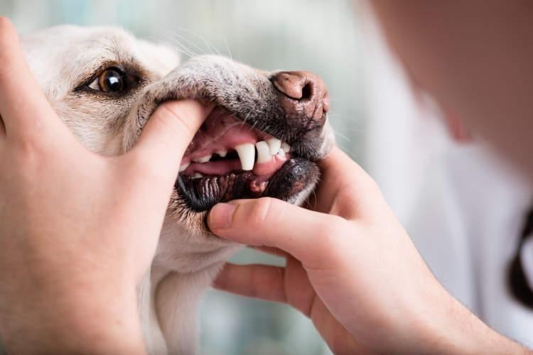 狗狗换牙的几个小常识，你都知道吗？