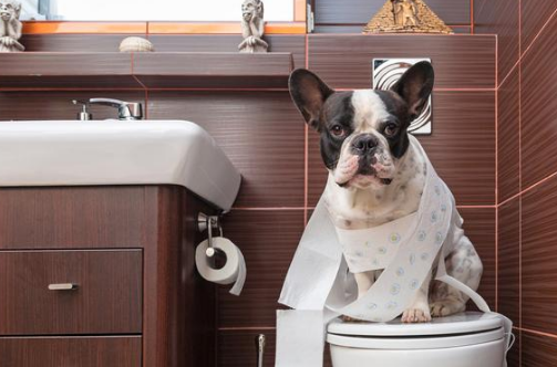 怎么训练狗狗定点上厕所？想要给狗狗训练上厕所，这件事情并不难！