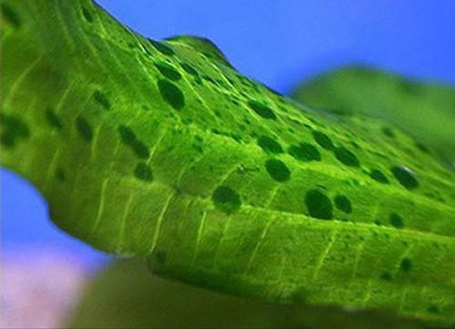 鱼缸藻类怎么清除？6种鱼缸藻类清除办法