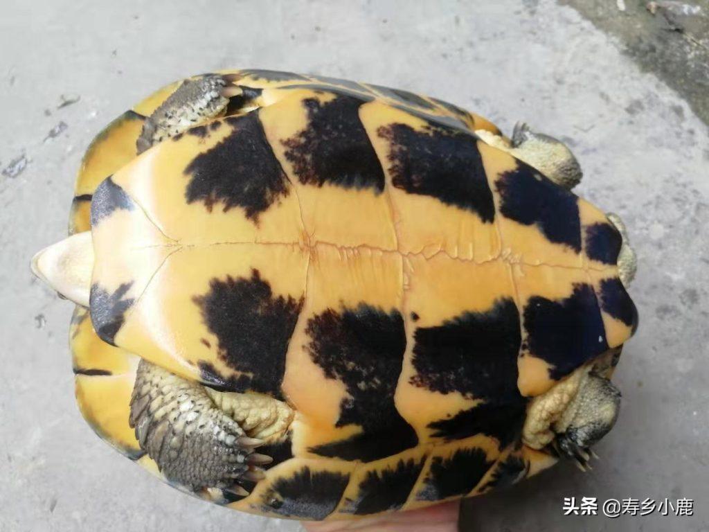 推荐三种适合新手朋友养的龟：亚洲巨龟、石金钱龟、火焰龟（养亚洲巨龟违法吗?）