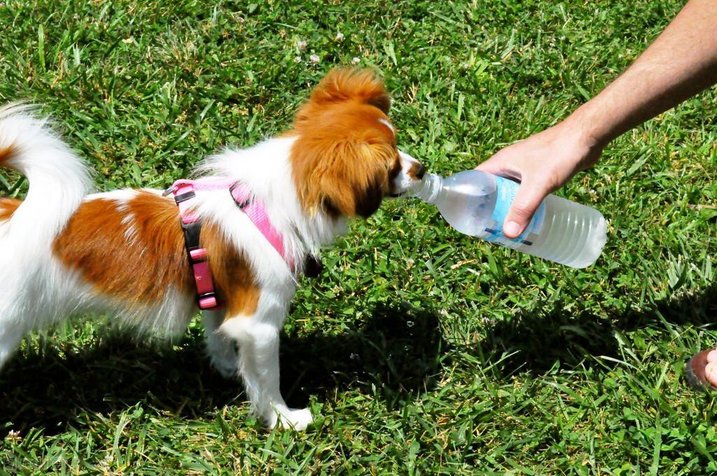 这6种水尽量别给狗狗喝，否则很容易生病