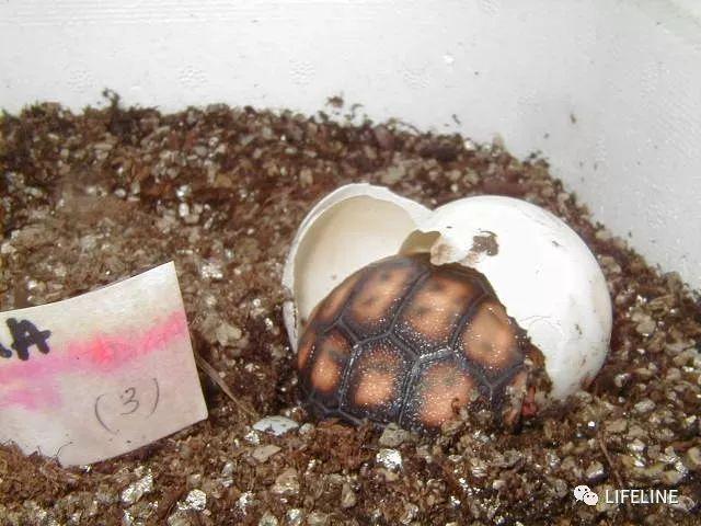 完整饲养红腿陆龟的十年经验分享