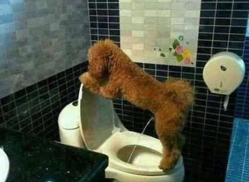 如何饲养泰迪犬？7项实用经验总结，让你更懂它