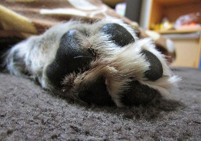 狗狗趾甲发炎，有哪些情况会引起狗狗的甲沟炎？或许是免疫系统问题