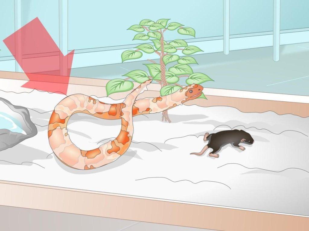 老鼠为什么敢吃蛇？冬眠时期蛇被吃的时候会醒吗？
