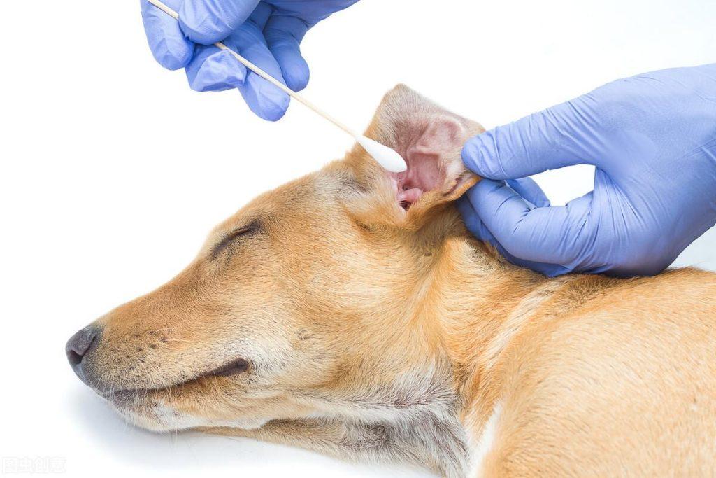 狗狗耳朵发炎了怎么办？治疗狗狗耳道疾病，必须清理耳朵和上药吗？