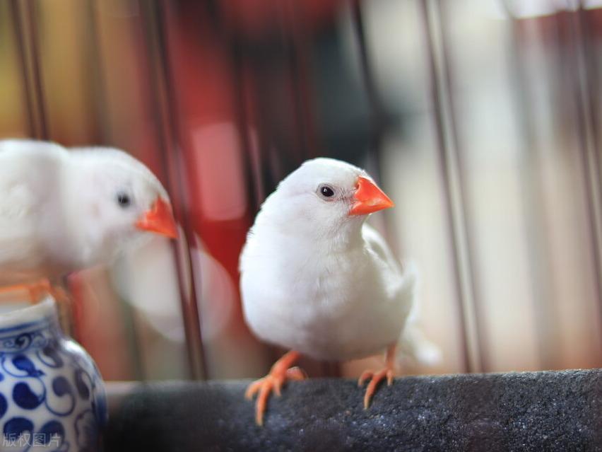 珍珠鸟发情，3种方法教你辨别，有利于珍珠鸟的繁殖孵化