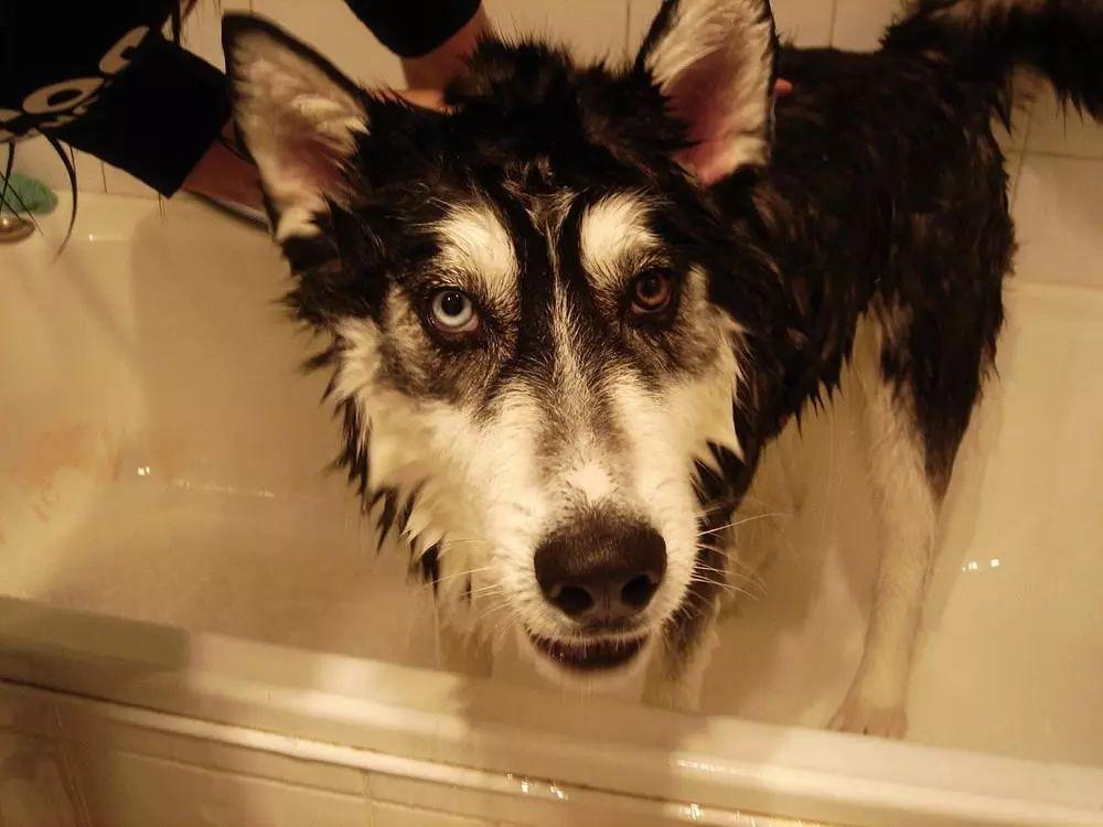 如何让狗狗不害怕洗澡？宠物店老板洗狗的5个步骤