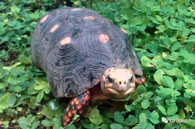 完整饲养红腿陆龟的十年经验分享