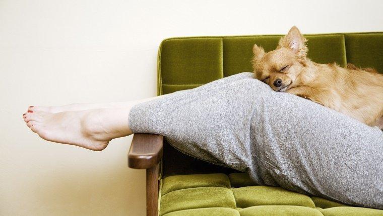 狗狗喜欢坐在主人脚上的这五个理由，你觉得是哪个？