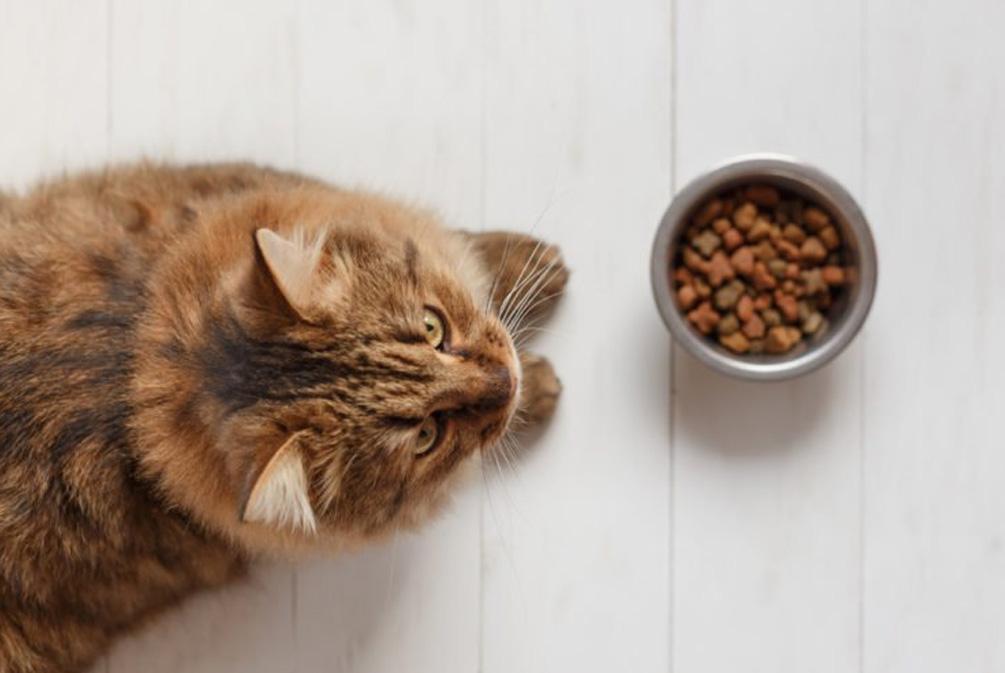 猫咪不吃饭是怎么回事？分析猫食欲不振的这10个原因