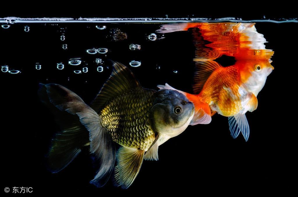 解析金鱼的烂鳃病知识点，但金鱼发生什么病死亡率不高？