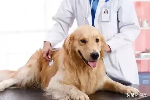 狗狗尿血是怎么回事？讲解狗子尿血的知识，别不重视！