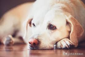 狗狗腹泻有6种原因，可能情况很严重，需要马上将狗狗送医